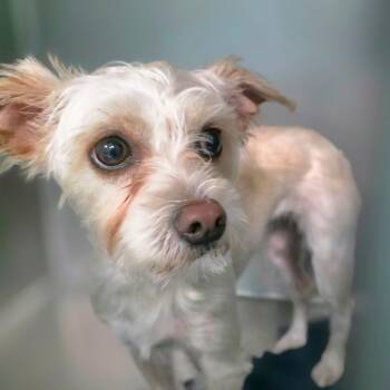 Opal -  Terrier Dog for Adoption in Port Charlotte, Florida - Opal | PetCurious
