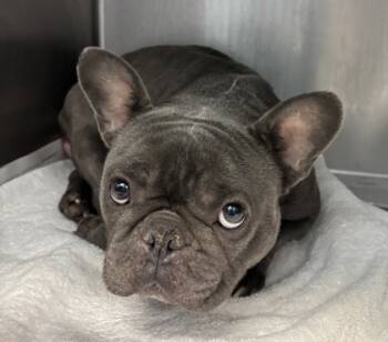 Rescue Mixed Breed Dogs for Adoption in Chamblee, Georgia - Francis- ADOPTED! | PetCurious