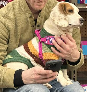 Jack Russell Terrier and Beagle Dogs Available for Adoption - Merry | PetCurious