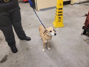 Miniature Pinscher and Chihuahua Dogs Available for Adoption in Kent, Washington - SANDY | PetCurious