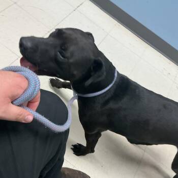 Pit Bull Terrier and Mixed Breed Dogs Available for Adoption in Saint Joseph, Missouri - Reed | PetCurious