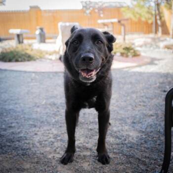 Storm -  Flat Coated Retriever Dog for Adoption in Cheyenne, Wyoming - Storm | PetCurious