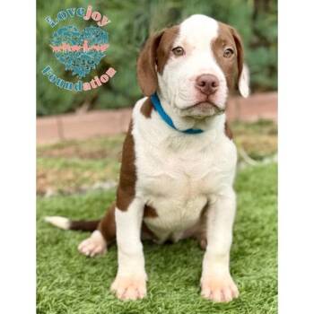 Rescue Pit Bull Terrier Dogs for Adoption in Inglewood, California - Lottie COH | PetCurious
