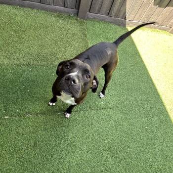 Mississippi 0231 -  Black Labrador Retriever and Mixed Breed Dog for Adoption in Loxahatchee Groves, Florida - Mississippi 0231 | PetCurious