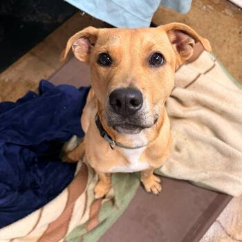 Linc -  Pit Bull Terrier Dog for Adoption in Indianapolis, Indiana - Linc | PetCurious