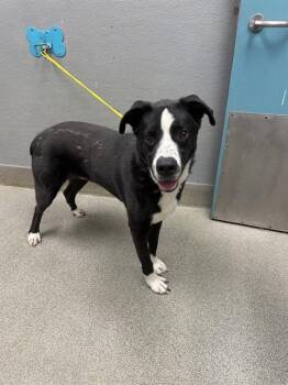 XANDER -  Australian Shepherd and Labrador Retriever Dog for Adoption in Las Vegas, Nevada - XANDER | PetCurious
