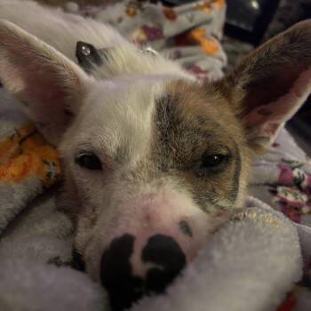 Mixed Breed Dogs Available for Adoption - Grover | PetCurious