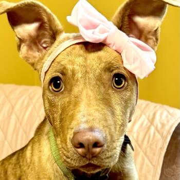 Rescue Mountain Cur and Weimaraner Dogs for Adoption in Sequatchie, Tennessee - Dixie - S | PetCurious