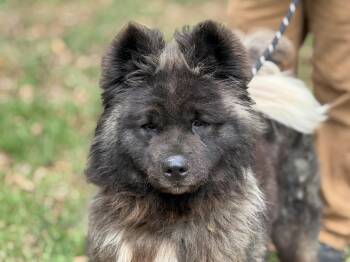 Akita Dogs Available for Adoption in Meherrin, Virginia - Sookie | PetCurious