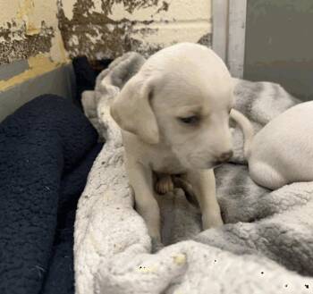 Beagle and Hound Dogs Available for Adoption in Bothell, Washington - Mia | PetCurious
