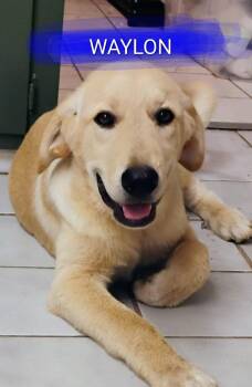WAYLON -  Great Pyrenees Dog for Adoption in Saint Jo, Texas - WAYLON | PetCurious