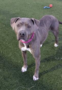 Pit Bull Terrier Dogs Available for Adoption - DYNASTY | PetCurious