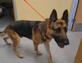 ROODY -  German Shepherd Dog Dog for Adoption in Tustin, California - ROODY | PetCurious