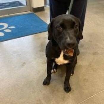 YORK-Stray-16933 -  Labrador Retriever Dog for Adoption in York, Pennsylvania - YORK-Stray-16933 | PetCurious