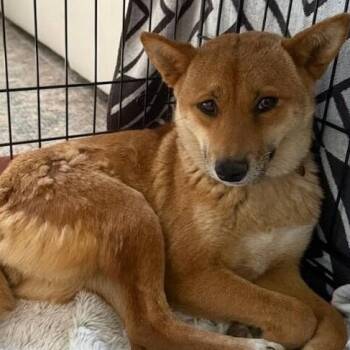 Sora -  Shiba Inu Dog for Adoption in Chino Valley, Arizona - Sora | PetCurious
