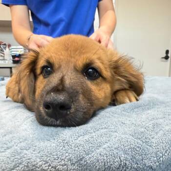 Duke -  Mixed Breed Dog for Adoption in Englewood, Florida - Duke | PetCurious