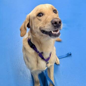 Baxter -  Golden Retriever and Labrador Retriever Dog for Adoption in Toronto, Ontario - Baxter | PetCurious