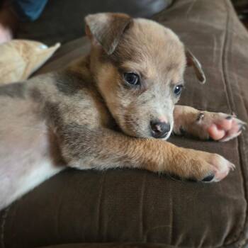 Buck -  Australian Cattle Dog Blue Heeler and Mixed Breed Dog for Adoption in Peculiar, Missouri - Buck | PetCurious