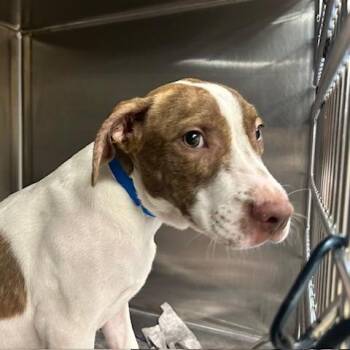 Ben -  Mixed Breed Dog for Adoption in Knoxville, Tennessee - Ben | PetCurious