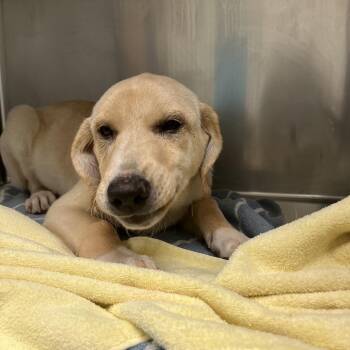 Brock -  Labrador Retriever and Mixed Breed Dog for Adoption in Charlottesville, Virginia - Brock | PetCurious