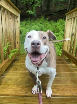 Rescue American Staffordshire Terrier Dogs for Adoption in Jeffersonville, New York - Daisy | PetCurious