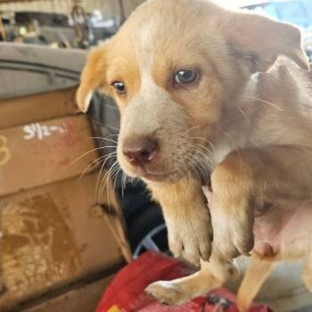 Mixed Breed Dogs Available for Adoption - Keely | PetCurious