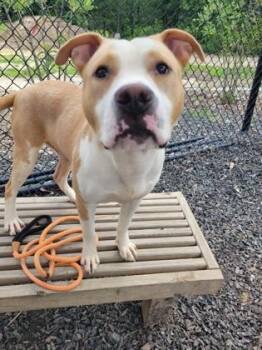 Happy Guy -  Pit Bull Terrier and Mixed Breed Dog for Adoption in Atlanta, Georgia - Happy Guy | PetCurious