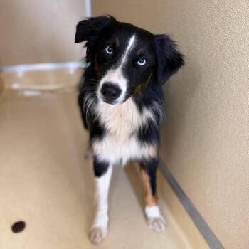 Emma -  Australian Shepherd and Mixed Breed Dog for Adoption - Emma | PetCurious