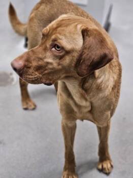 Labrador Retriever and Mixed Breed Dogs Available for Adoption in West Chester, Pennsylvania - Arthur | PetCurious