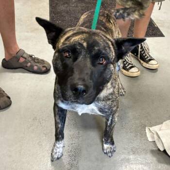 Pit Bull Terrier and Akita Dogs Available for Adoption in Troutdale, Oregon - Beanie Baby (finder) | PetCurious