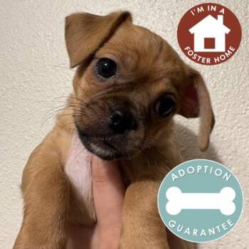 Solstice -  Mixed Breed Dog for Adoption in Janesville, Wisconsin - Solstice | PetCurious