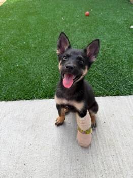 Shay -  German Shepherd Dog Dog for Adoption in Pflugerville, Texas - Shay | PetCurious