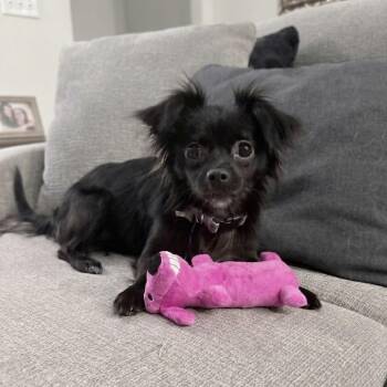 Chihuahua Dogs Available for Adoption - Persephone | PetCurious