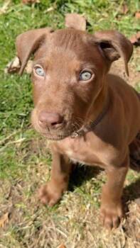 Labrador Retriever and Catahoula Leopard Dog Dogs Available for Adoption - Apple The Lab Mix Puppy | PetCurious