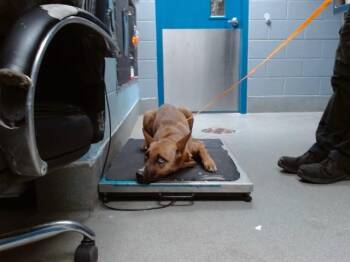 PROFESSOR X -  German Shepherd Dog and Mixed Breed Dog for Adoption in Albuquerque, New Mexico - PROFESSOR X | PetCurious