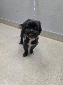 BOBY -  Maltese Dog for Adoption in Las Vegas, Nevada - BOBY | PetCurious