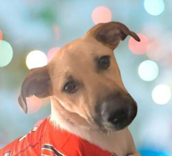 Mixed Breed Dogs Available for Adoption - Addie | PetCurious