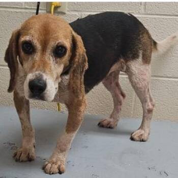 Betty -  Beagle and Mixed Breed Dog for Adoption in Fairfax, Virginia - Betty | PetCurious
