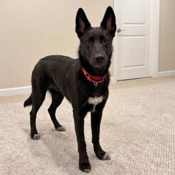 Fae -  German Shepherd Dog and Terrier Dog for Adoption in Bloomfield, Connecticut - Fae | PetCurious