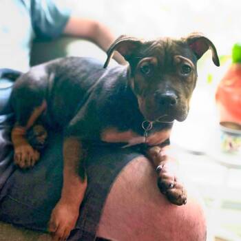 Pit Bull Terrier Dogs Available for Adoption in Durham, North Carolina - Happy | PetCurious