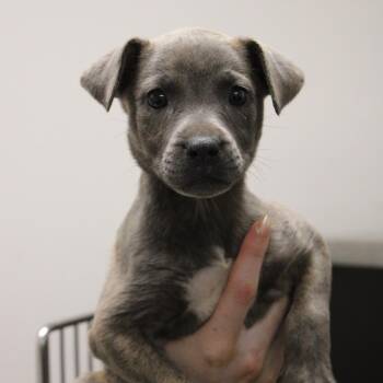 Shepherd and Terrier Dogs Available for Adoption - Fern | PetCurious