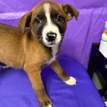 Buttermilk -  Labrador Retriever and Mixed Breed Dog Available for Adoption in North Myrtle Beach, South Carolina - Buttermilk | PetCurious