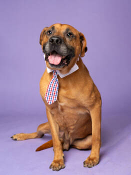 Rescue Mixed Breed Dogs for Adoption in Atlanta, Georgia - Dobster | PetCurious