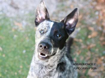 Mixed Breed Dogs Available for Adoption in Nashville, Tennessee - Sesame Chicken | PetCurious