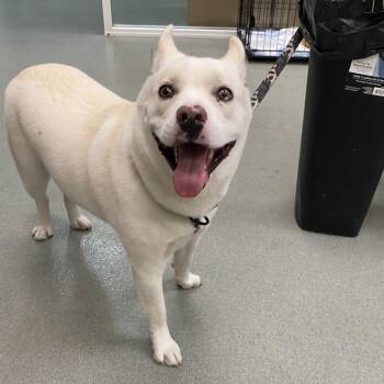 Finn -  Husky Dog for Adoption in Westminster, California - Finn | PetCurious