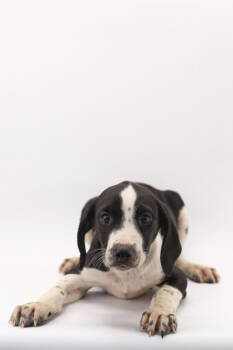 Rescue Great Dane and Mixed Breed Dogs for Adoption in Morton Grove, Illinois - Blaze | PetCurious