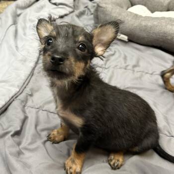Acorn -  Mixed Breed and Chihuahua Dog for Adoption in Cheyenne, Wyoming - Acorn | PetCurious