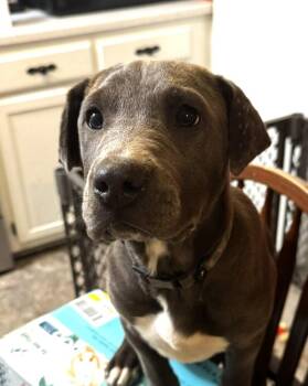 Mastiff and Mixed Breed Dogs Available for Adoption in Youngsville, North Carolina - Lottie | PetCurious
