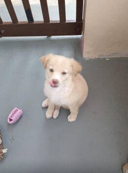Golden Retriever and Mixed Breed Dogs Available for Adoption - ROXY | PetCurious