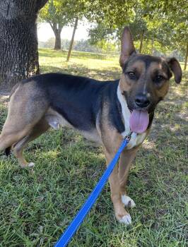 Shepherd and Bull Terrier Dogs Available for Adoption - Guns Dixon | PetCurious